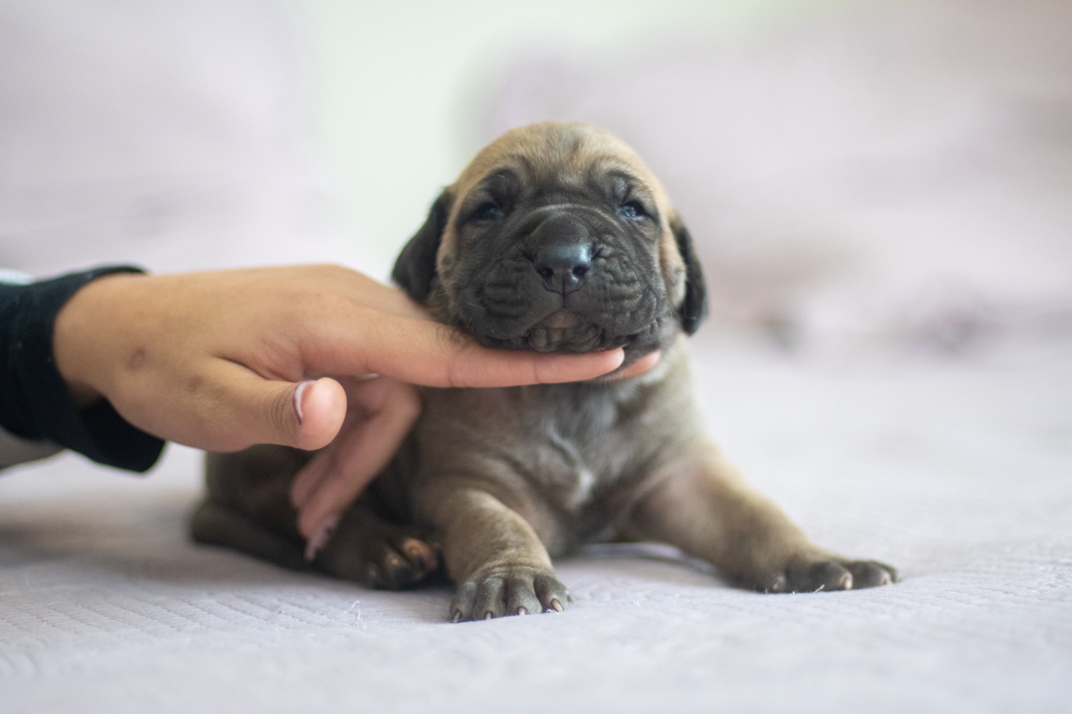 Filhote de Fila Brasileiro fulvo em pose frontal