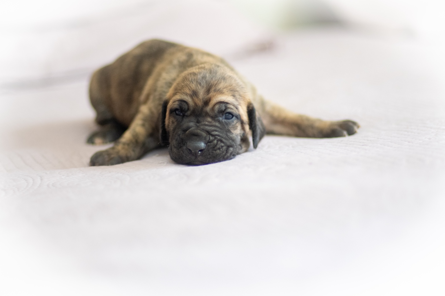 Filhote de Fila Brasileiro tigrado descansando