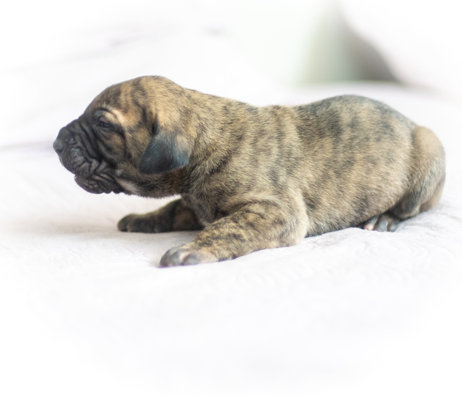 Filhote de Fila Brasileiro tigrado deitado, visto de perfil
