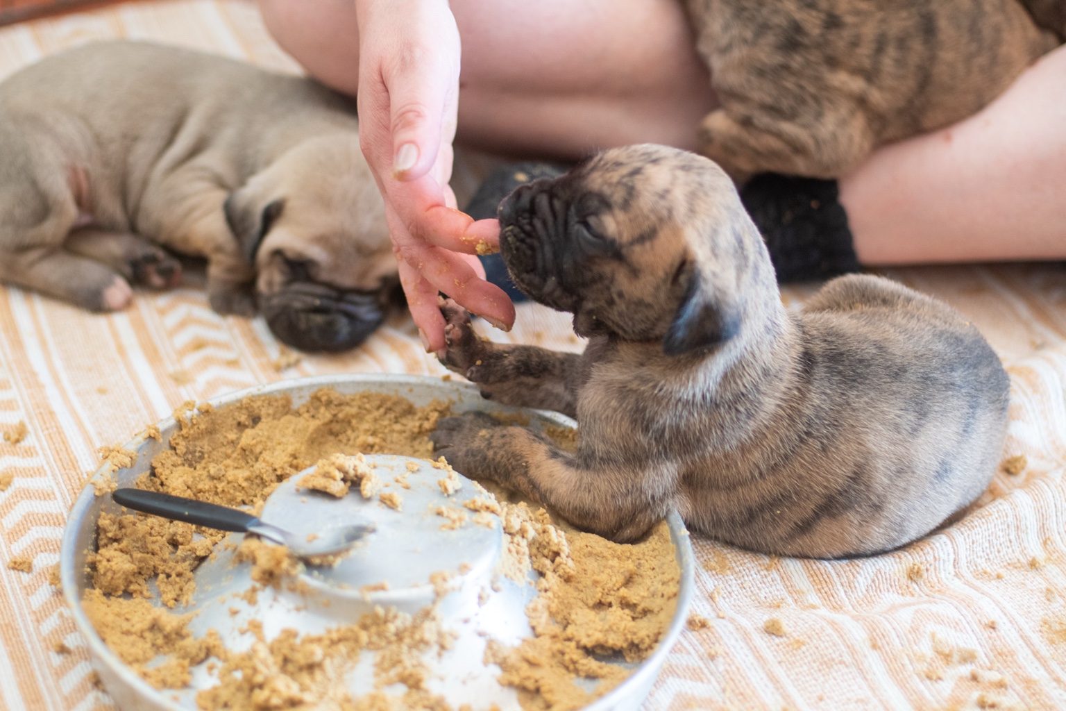Filhote tigrado de Fila Brasileiro experimentando alimento na mão, junto ao comedouro, aos 20 dias