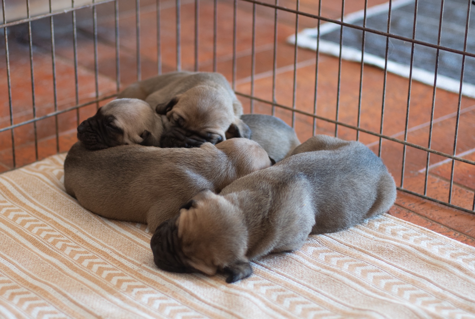Filhotes de Fila Brasileiro aos 20 dias descansando juntos sobre uma toalha