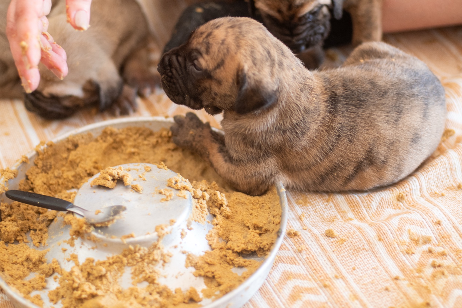 Filhote tigrado de Fila Brasileiro apoiado na borda do comedouro aos 20 dias de vida