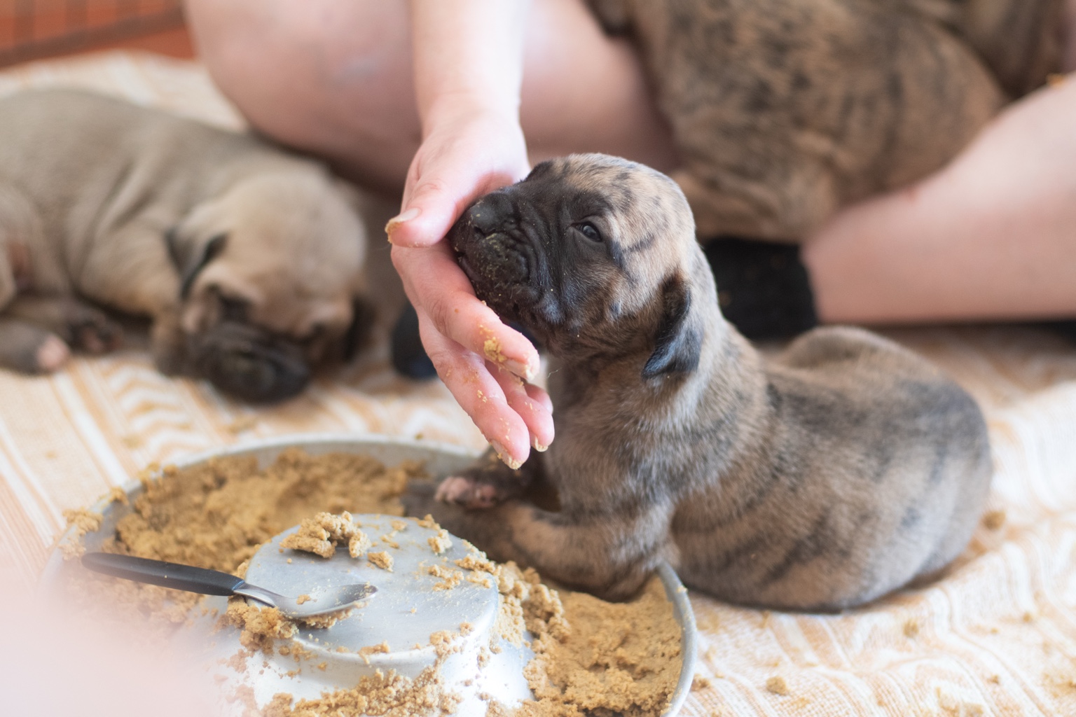 Filhote de Fila Brasileiro recebendo alimento da mão durante a primeira alimentação