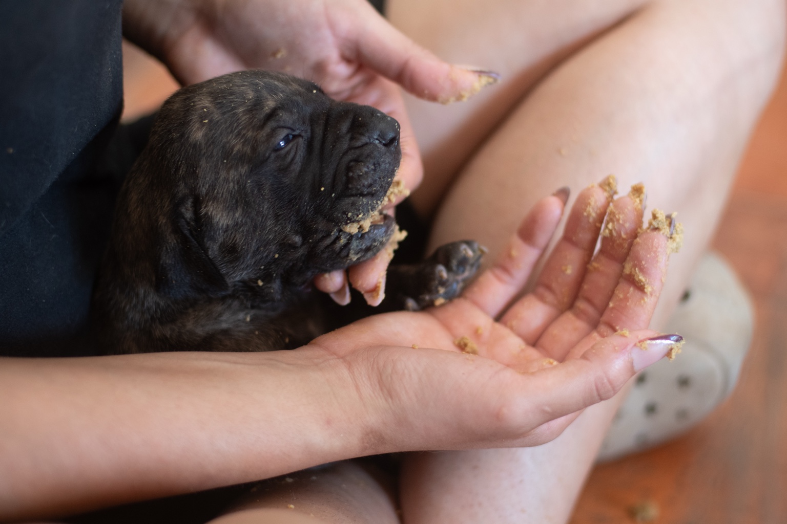 Filhote tigrado de Fila Brasileiro no colo, com o focinho sujo de alimento aos 20 dias